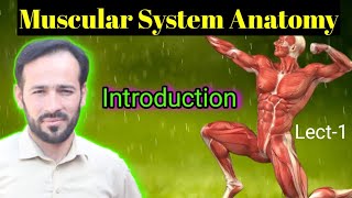 01 Muscular Tissue  Structure of skeletal Muscles  Functions of Muscles  Types of Muscles [upl. by Anoyi]