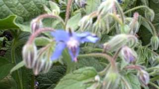 Growing Borage for the Flowers and the Greens its all edible [upl. by Aihsatan]