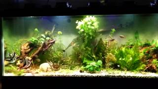 125 gallon aquarium tank with led floodlights [upl. by Ferdinanda]