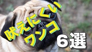 【吠えにくい犬6選】比較的吠えにくいワンちゃん特集 [upl. by Drofiar]