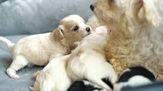 Cavachon Puppies [upl. by Burgener]