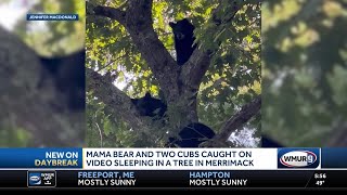 Mama bear two cubs caught on video sleeping in tree in Merrimack [upl. by Aiam]