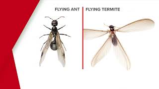 Termites vs Flying ants Spotting the difference  Rentokil [upl. by Annail]