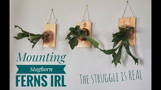 Mounting a Staghorn Fern  IRL [upl. by Hesper]