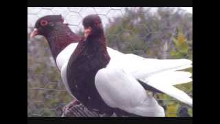 Pigeon Breed Archangel Pigeons Various Colors amp Patterns WWWDonsPigeonsCom [upl. by Mccullough]