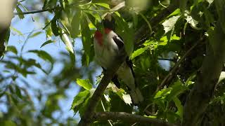 Rosebreated Grosbeak song [upl. by Elleina]