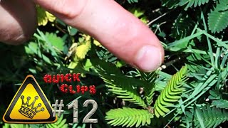 QC12  Touch Sensitive Plant Mimosa Pudica [upl. by Eisso]