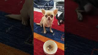 Das harte Leben als Minihund Hundefutter Mittagessen Mittagspause Snack yorkshire chihuahua [upl. by Eenitsed363]