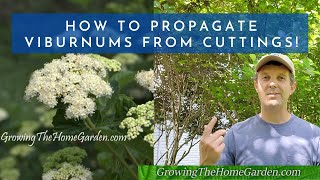 How to Propagate Viburnums from Cuttings Arrowwood Shasta Onondaga and Japanese Snowball [upl. by Proudman]