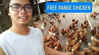 FreeRange Chicken Farming  Dekalb Brown [upl. by Acinoreb]