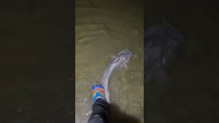 Melvern Lake Kansas Blue Catfish fishing catfishing catfish bigfish [upl. by Maccarthy]