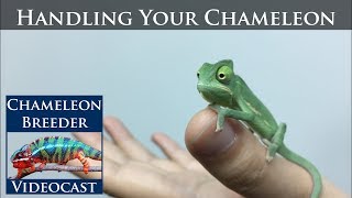 Handling Your Chameleon [upl. by Egag]