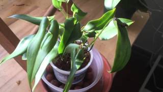 New Pleurothallis Palliolata [upl. by Turmel]