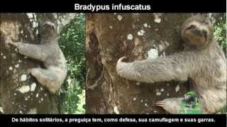 BICHO PREGUIÇA  Bradypus infuscatus [upl. by Barbabra]