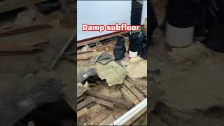 Damp amp moisture caused this subfloor to collapse and rotten always do a damp test before flooring [upl. by Sualokcin259]