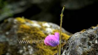 Meconopsis grandis in Tibet [upl. by Sugna455]