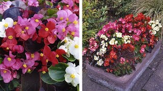 How to Grow Begonia Organdy Summer Garden Guide [upl. by Akeemat827]