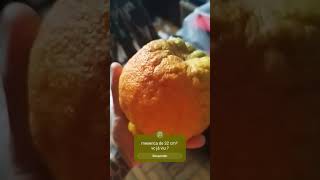 Mexerica de 32 cm  🤯😱😳 frutas dailyvlog mexirica gigante [upl. by Nolyad28]