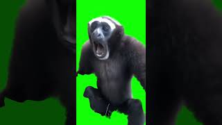 Screaming Gibbon Monkey meme  Green Screen [upl. by Aikrehs860]