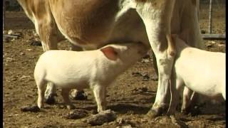 Orphaned piglets drink from Jersey cow [upl. by Auqenes156]