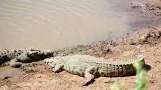 WATCH Crocodile enter Erindi river [upl. by Canning]