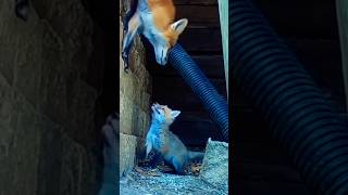 শিয়ালের বুদ্ধি fox babyfox animals foxs wildlife shortsfeed viral shorts short [upl. by Ahseel550]