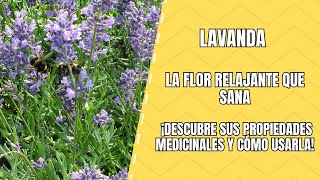 Lavanda Propiedades Curativas y Cómo Aprovecharlas [upl. by Calypso]