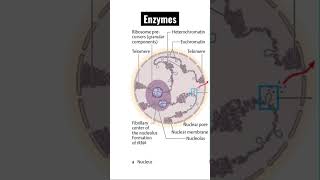 Enzymes Explained What Are They amp Why Do We Need Them [upl. by Bowler]