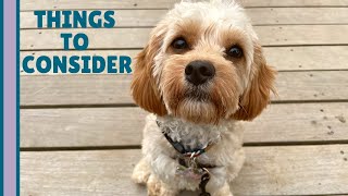 4 REAL Reasons NOT to Get a Cavapoo  What You Need to Know [upl. by Anigar578]