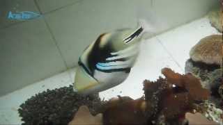 Picasso triggerfish Rhinecanthus aculeatus  AquaFishVietcom [upl. by Acirred]