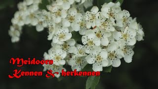 Meidoorn kennen en herkennen  Crataegus monogyna  laevigata [upl. by Derk947]