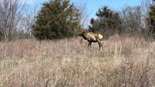 Young Bull Elk at Caryville Flats 03122024 [upl. by Corso]