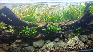 Natural Aquascape Ukuran 100cm x 40cm x 40cm aquascape aquarium aquascaping [upl. by Nedah]