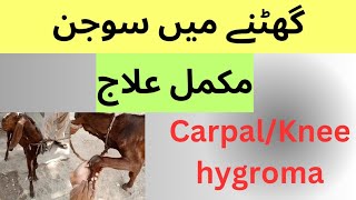 Knee hygroma  Carpal hygroma  Ghutne me pani in goat  sheep  cow buffalo  Dr Muhammad Saif [upl. by Akselav]