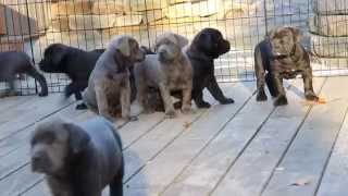 Cane Corso Puppies For Sale [upl. by Hamlen]