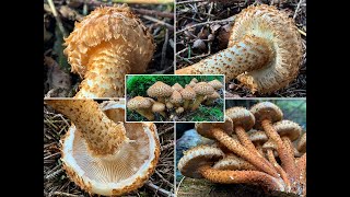 Pilzportrait  Sparriger Schüppling  Pholiota squarrosa  Pholiota muelleri  Pholiota verruculosa [upl. by Assi301]