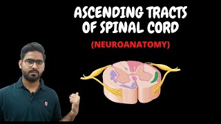 ASCENDING TRACTS OF SPINAL CORD  SPINAL CORD NEUROANATOMY  7 [upl. by Ainav]