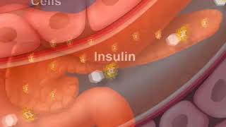 How Diabetes Affects Your Blood Sugar An Animated Guide [upl. by Ahker]