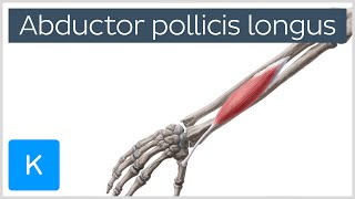 Abductor Pollicis Longus Muscle Overview  Human Anatomy  Kenhub [upl. by Ahsaek]