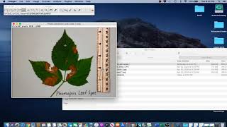 ImageJ Tutorial 12  Set Scale Photo [upl. by Drona31]