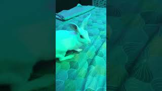 👀👆🫶 i think my baby bunny dreams are getting real down 🙃youtubeshortsnewvideoshorts 🫶 bye [upl. by Yzdnil]