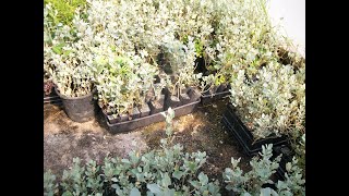 Old man Saltbush grow your own seedlings by the bare rooting method [upl. by Novelia]