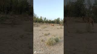 Camels are going back to homecamel youtubeshorts foryou animals yputubeshort camelsafari [upl. by Demmahom]