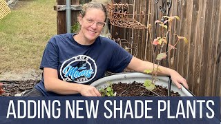 5 New Plants For The Shade Garden 🌿  Perennial Shade Plants  Drip Irrigation [upl. by Amasa]