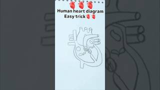 🫀🫀Humain heart diagram easy trick🫀🫀LOVE🫀drawingtutorial viralvideo plssupport [upl. by Bonnes]