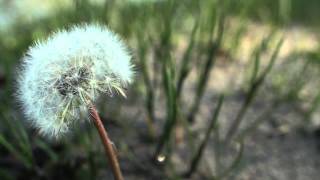 Beachfront BRoll Dandelion Royalty Free Stock Footage [upl. by Lainahtan]