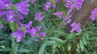 Physostegia virginiana Vivid [upl. by Koblick755]