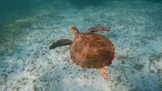 Snorkeling in Akumal Mexico [upl. by Zimmermann]