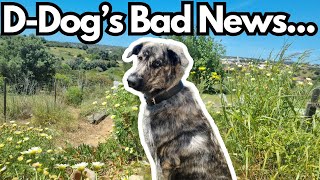 Our Puppy’s Heartbreaking Diagnosis Living with Hip Dysplasia  Serra da Estrela Journey [upl. by Shewchuk]