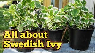 Swedish Ivy care  big  easy fast growing house plant [upl. by Refinne]